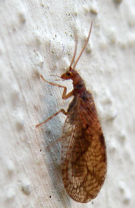 Neuroptera in giardino: Micromus angulatus - Hemerobiidae